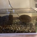 カブトガメ