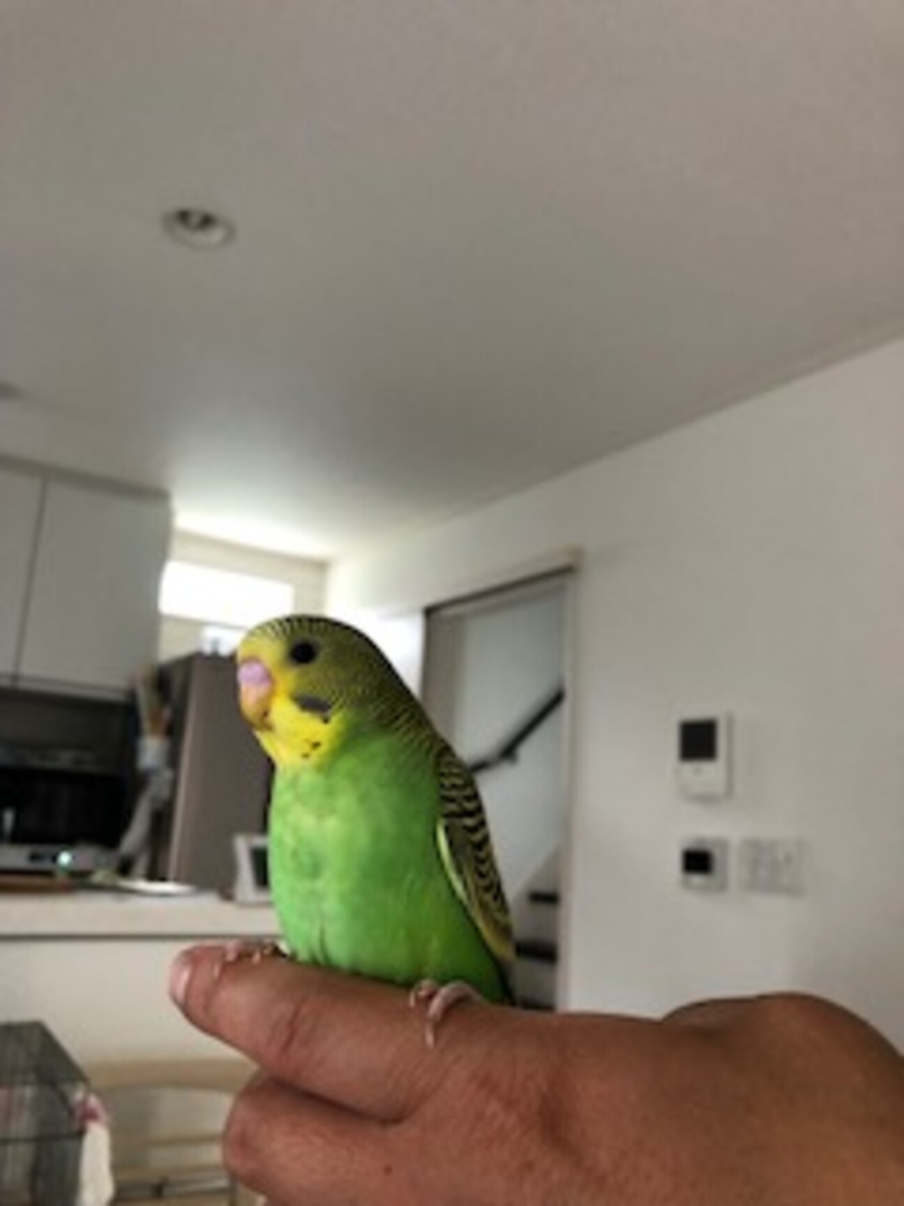 2ヶ月の手乗りセキセイインコ 大阪府 鳥の里親募集 ペットのおうち 月間利用者150万人 2ヶ月の手乗りセキセイインコ 大阪府 鳥の里親募集 ペットのおうち 月間利用者150万人