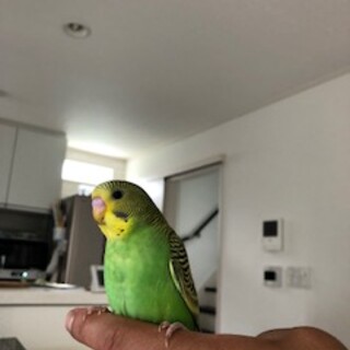 2ヶ月の手乗りセキセイインコ