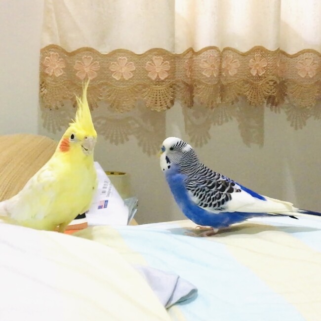 ゆつみのカバー写真