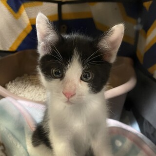 黒白ハチワレ　男の子