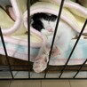 黒白ハチワレ　男の子 サムネイル2