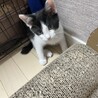 黒白ハチワレ　男の子 サムネイル3