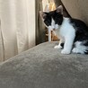 黒白ハチワレ　男の子 サムネイル4