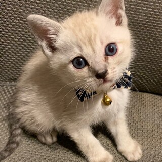 お膝が大好き。ブルーアイシャムmix男子雷太