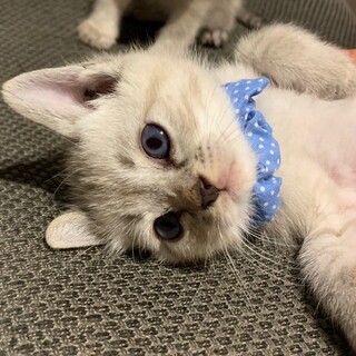 綺麗なブルーアイシャムmix男子⭐️風太