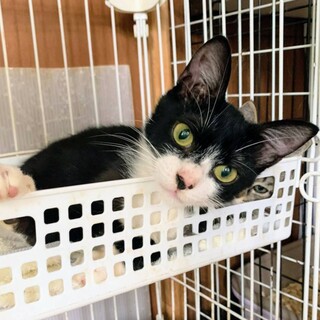 【いらぶ】おかげさまで里親様が決まりました！