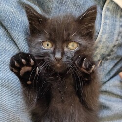 名古屋市緑区猫の譲渡会