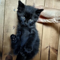 名古屋市緑区猫の譲渡会