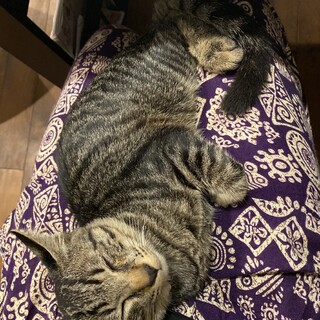 宮古島在住　ツンデレ猫のモカ♂