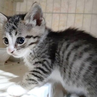 募集停止　雨の夜に兄弟で寄り添っていました
