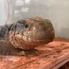 李ダース
