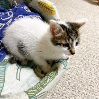 5/1生まれ☆4兄妹☆ユキ(女の子)