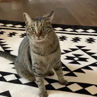 優しい性格のフー君