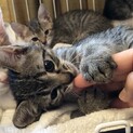 めちゃ人懐こいタロくん♂甘えん坊な元気っ子★