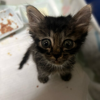 1ヶ月ぐらいの子猫♀ 人懐っこい子猫ちゃんです！