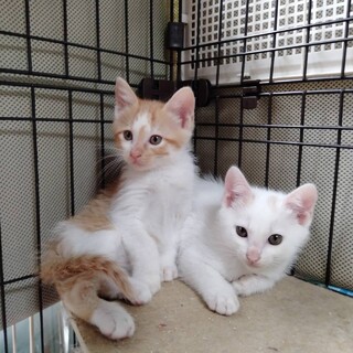 元気で人懐っこい白猫五兄弟子猫2か月