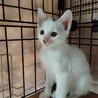 元気で人懐っこい白猫五兄弟子猫2か月 サムネイル2