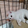 元気で人懐っこい白猫五兄弟子猫2か月 サムネイル3