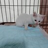 元気で人懐っこい白猫五兄弟子猫2か月 サムネイル4