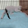 元気で人懐っこい白猫五兄弟子猫2か月 サムネイル5