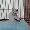 元気で人懐っこい白猫五兄弟子猫2か月 サムネイル6