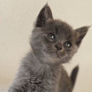 ラシアンブブルー色のトマト！