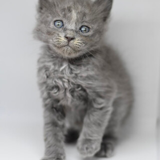 ラシアンブブルー色のズッキーニー！