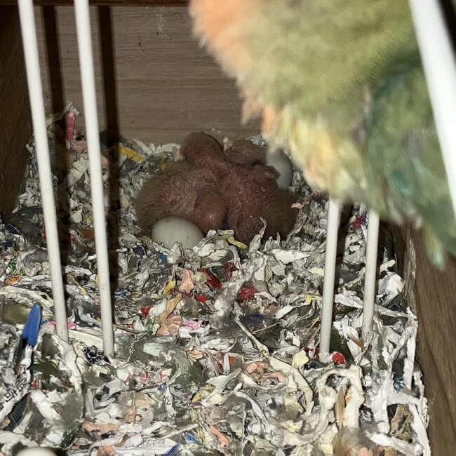 ほのえみのカバー写真