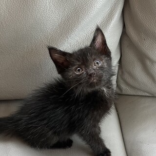 ありがとうございました★黒猫エステルくん