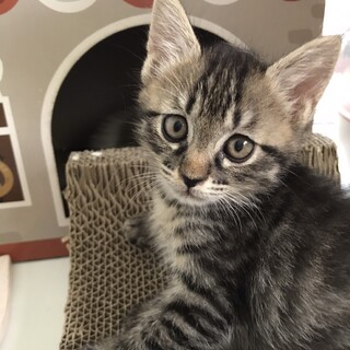 キジトラのダイヤ君