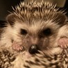 Poohにゃん