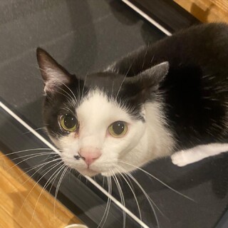 呼ぶとお返事してくれる白黒♂