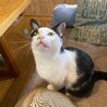 呼ぶとお返事してくれる白黒♂ サムネイル2