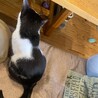 呼ぶとお返事してくれる白黒♂ サムネイル4