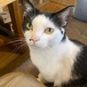 呼ぶとお返事してくれる白黒♂ サムネイル5