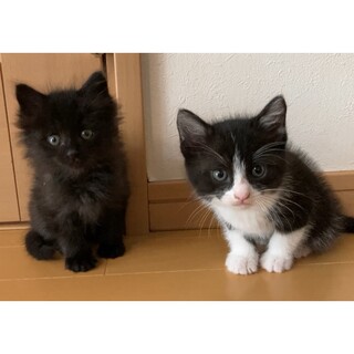 フサフサ&モコモコ姉妹⭐︎2匹ペア優先