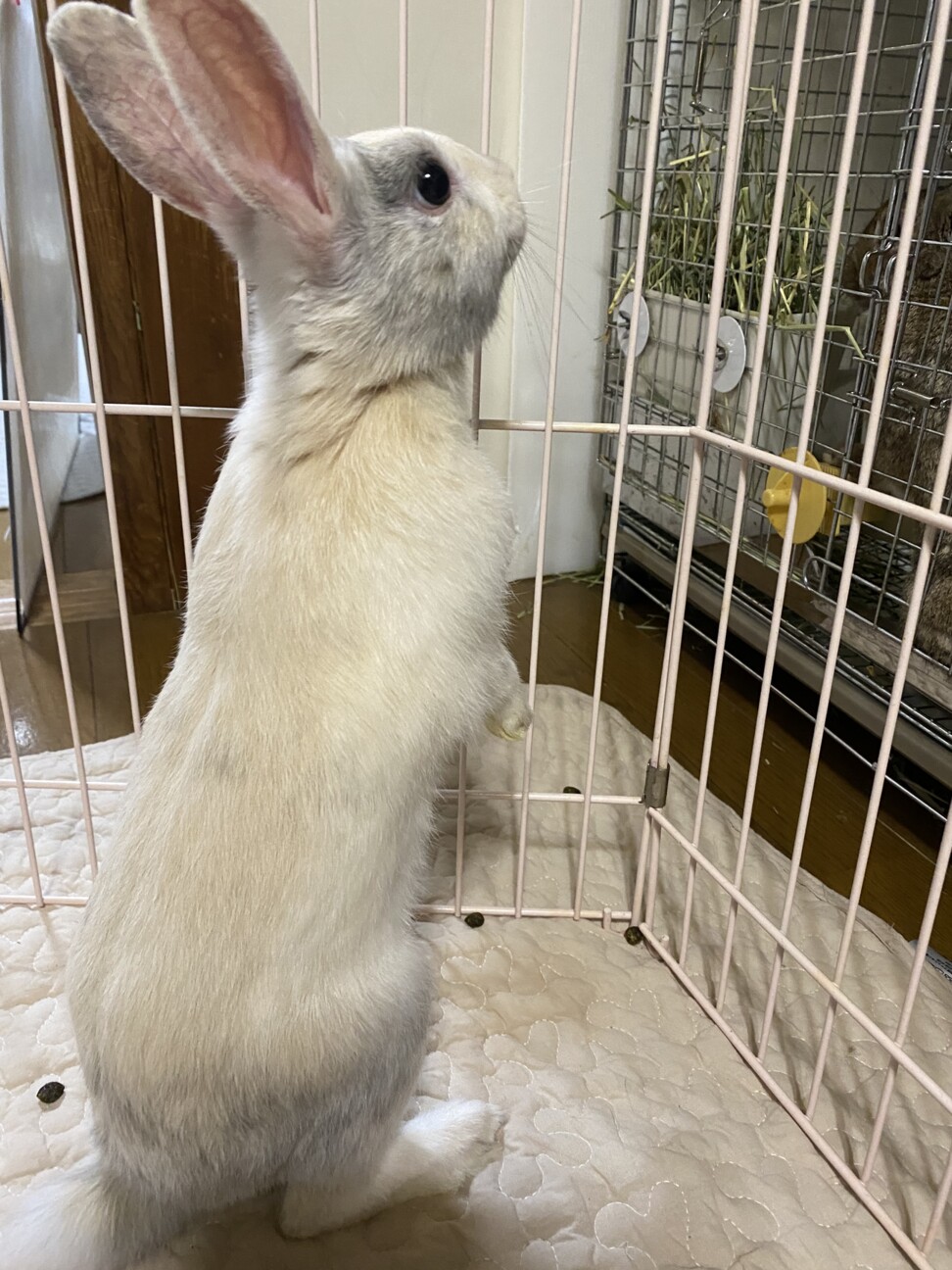 保護うさぎ　滋賀っこ二世　ゆんくん サムネイル6