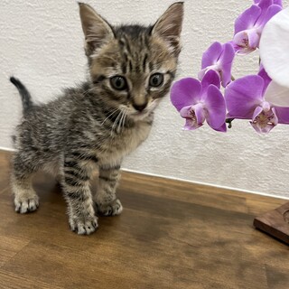 遊ぶのが大好きな子です