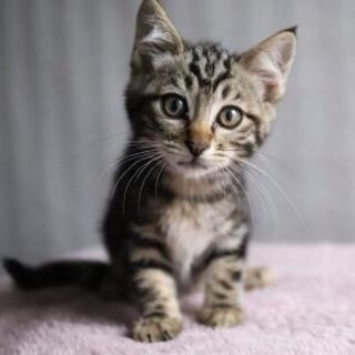 ムサシ♡アメショ模様のキジトラ