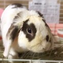 懐っこいロップイヤーの優李(ゆうり)くん