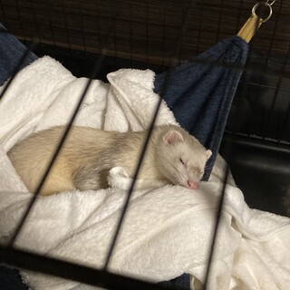 フェレットの里親を募集しています。