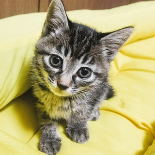 2ヶ月子猫キジトラ♀かわいい盛りです☆４兄妹