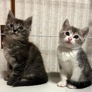 可愛いい兄弟2匹一緒に♪