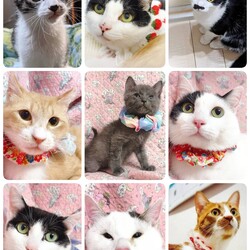 ねこざんまい譲渡会@東日本橋 サムネイル2