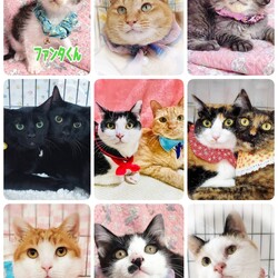 ねこざんまい譲渡会@東日本橋 サムネイル3