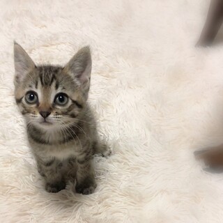 おおきな目の男の子