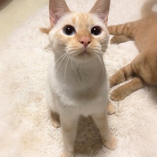 青い目の女の子