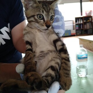 子猫　キジトラ♂　1ヶ月半　里親募集！