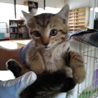 子猫　キジトラ♀　1ヶ月半　里親募集！